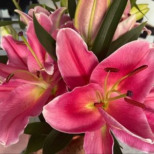 Meet your Posher, Bella